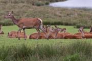 Ma Biche …