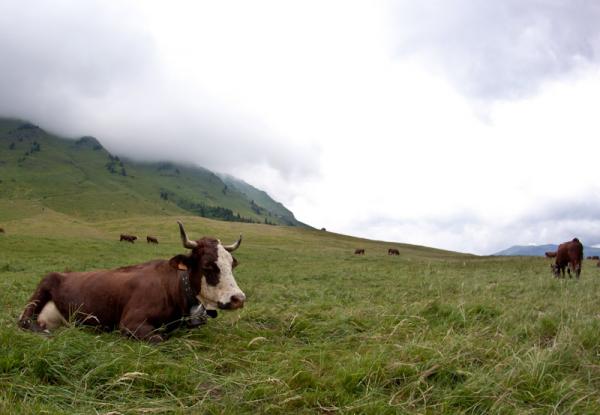 Ho … La Vache