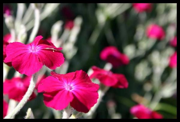 Fleurs du jardin