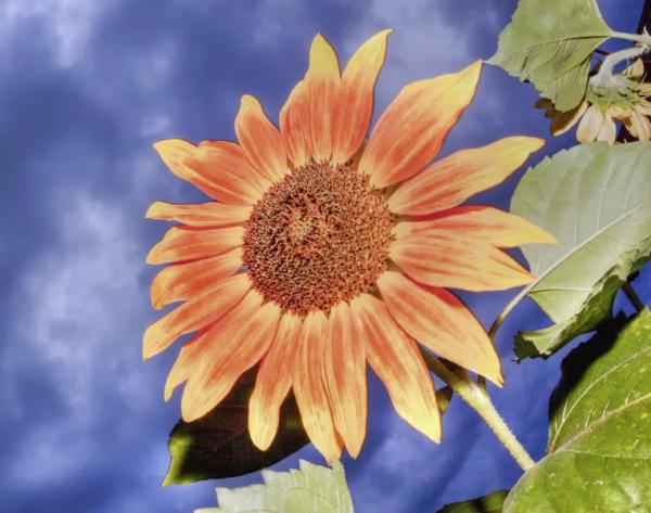 Tournesols