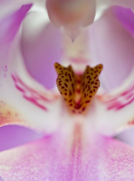 Orchidée
