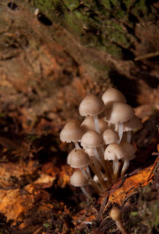 Champignon