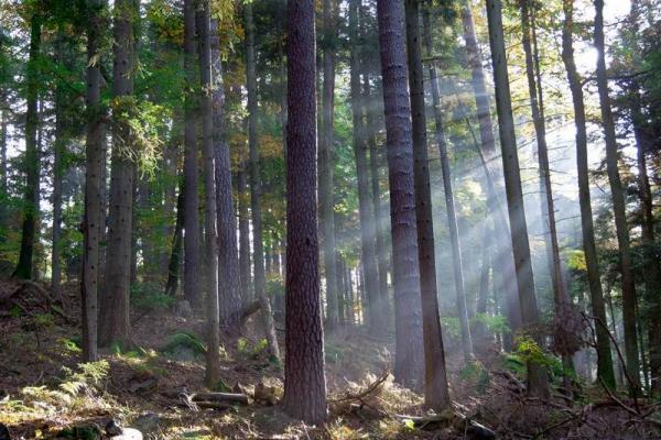 Dans la forêt