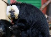Singe Le Saki à Face Blanche