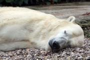 Ours blanc