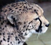 Guépard