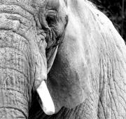 Éléphant
