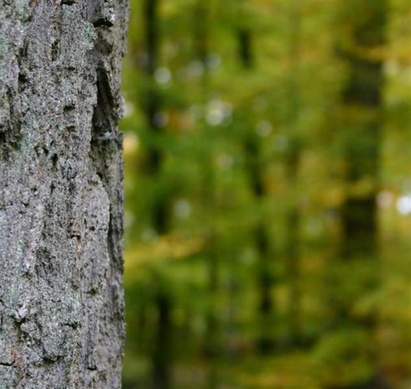 Automne en foret