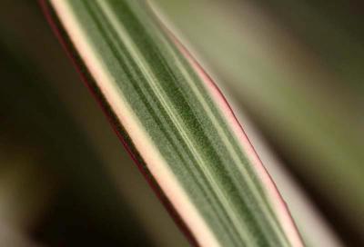 Feuille de … ? Dracaena marginata ‘Tricolor’